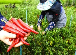 [사진으로 봤다] ‘햇볕은 쨍쨍, 쌀알은 반짝’ 가을재촉 함줄도시농업공원에 익어가는 여름