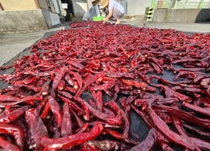 벌써 '처서' 고추 말리는 풍경