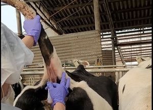 경기북부 10개시·군 소브루셀라병 청정지역 유지...3년간 단 1건도 발생하지 않아