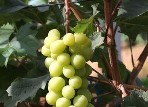 화성시, 최고 과일 샤인머스켓 찾습니다… 포도 품평회 개최