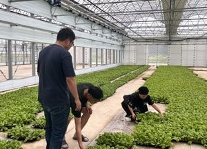 인천 옹진군, 오는 30일까지 백령면 공정육묘장서 김장배추 3만7500주 공급