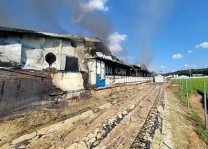 용인 처인구 돈사서 불, 돼지 990두 폐사