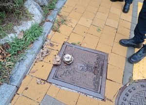 군포서 등교하던 초등생 9명 말벌 쏘임 사고...중증 환자 없어