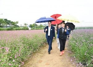 양주 나리농원에서 펼쳐지는 천만송이 천일홍의 화려한 향연 시작