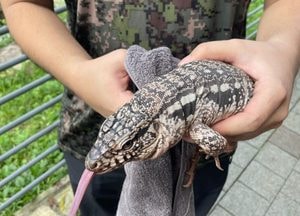 김포, 애완용 대형 도마뱀 탈출 소동...2시간50분 만에 포획 성공