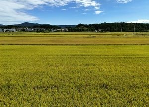 풍년 보여주는, 여주 북내면 ‘황금들판’