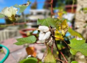 보기 드문 '목화솜·목화꽃' 조우