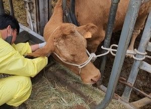 용인특례시, 2024년 하반기 구제역 예방백신 일제 접종 실시