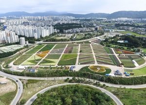양주시 ‘양주 천만송이 천일홍 축제’개막…오는 29일까지 나리농원서 열려