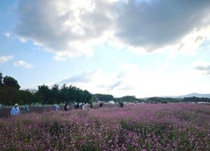 15만명이 함께한 ‘2024년 양주 천만송이 천일홍 축제’ⵈ ‘大 성료’