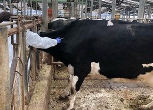 파주시, 소·염소 구제역 백신 접종 추진…오는 31일까지 ‘제1종 법정 가축전염병’