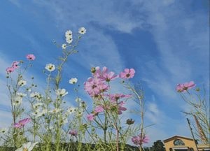 [영상] '바람에 흔들' 가을전령 코스모스