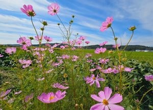 [내일 날씨] 경기·인천(6일, 일)... 대체로 흐리고, 아침 쌀쌀