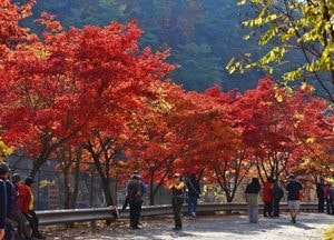 안양시, 가을 단풍 명소 '서울대 관악수목원' 29일간 시범 개방