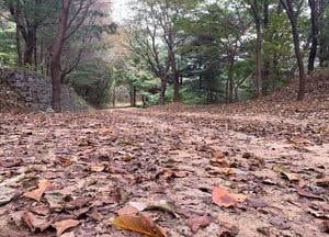 [사진으로 봤다] 동두천 왕방산 임도 '가을 정취 흠뻑'