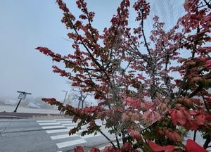 가을 새벽 거미줄에 걸린 안개