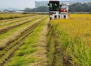 용인특례시, 2024년산 공공비축미 820톤 매입