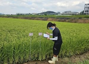 용인특례시, 올해 백옥쌀 GAP 생산단지 964ha서 7천 톤 수확 예정