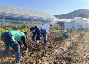 강수현 양주시장, 장흥면 새마을회 주관 ‘고구마 수확 행사’ 참석