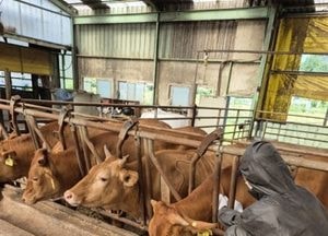 용인특례시, ‘시장 출하·거래 한우’ 대상 럼피스킨 백신접종 증명서 휴대 의무화