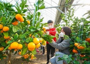 광주시, 팔당愛감귤 수확 체험...12월까지 진행