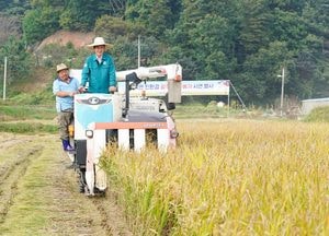광주시, 친환경 광주 쌀 벼 베기 시연
