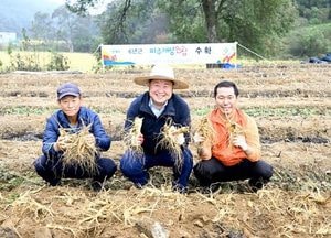 파주시, 파주개성인삼 6년간 채굴 시연…김경일 시장·전명수 회장 등 농가 참여