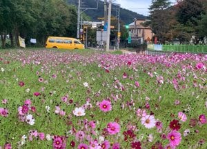 오늘은 서리 내리는 ‘상강’ 미니 코스모스 활짝