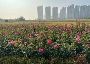 인천도시공사, 인천송도 R2부지에 장미원·맨발산책로 조성
