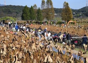 [사진으로 봤다] 진흙 속 보물, 연근 캐러 왔어요! ‘호조벌 연근 캐기 체험’ 만끽