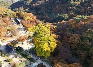 [드본세] 용문산 속의 거대한 ‘가을꽃’ 용문사 은행나무