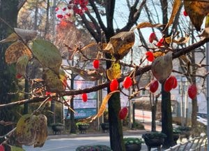 '겨울 재촉' 거리엔, 빨갛게 익은 산수유
