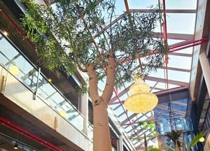 대형 카페로 들어온 귀한 나무 '바오밥'