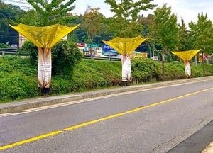 광주시 ‘은행나무 낙과 수집기’ 시범 설치...악취·시민 불편 해소
