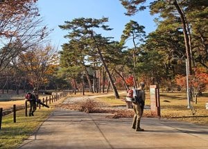 수북이 쌓인 낙엽 치우는 능지기