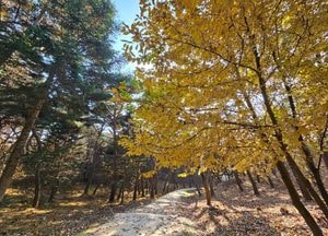 [사진으로 봤다] 올해 마지막 가을길, 여주 세종대왕릉 ‘왕의 숲길’