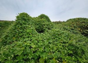 용인시, 생태계 교란 야생식물 집중 제거 나선다...경안천·탄천 등 주요 서식지 16만㎡ 관리
