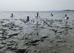 전국 갯벌 28% 차지하는 인천 갯벌, 탄소중립의 열쇠가 되다…탄소흡수원 가치 입증