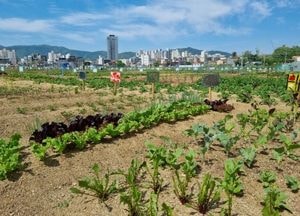 양평군, 군민 ‘공공텃밭’ 분양자 24일까지 모집...오는 4~11월 운영·임대료 3만원