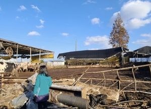 김보라 안성시장 “축산농가 대설 피해 재난복구비 설 명절 전 지급 총력”