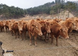 경기도, 한우 명품화 사업비 82억원으로 대폭 증액...가축개량·경영개선·시설개선 추진
