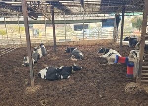 경기도, 올해 220억 투입 ‘낙농·육우산업 경쟁력 강화’ 나선다...노후 시설·장비 개량 보수 지원