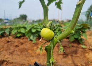 광명시, 오는 14일까지 시민주말농장 참여자 모집…밤일농장·애기능농장 등 총 621개 텃밭 제공