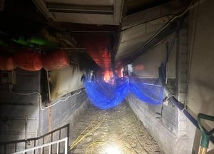 여주 돈사서 새벽 화재, 돼지 170마리 폐사