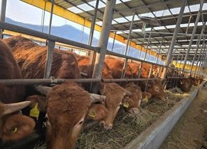 안성시, 축산농가 대상 ‘저탄소 농업 프로그램 시범사업’ 추진...이달 말까지 신청·접수