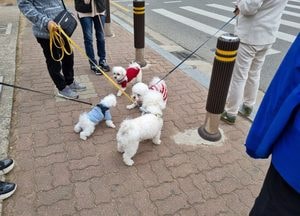 광명시, 취약 가구에 반려동물 의료·돌봄 등 마리당 최대 16만원까지 지원