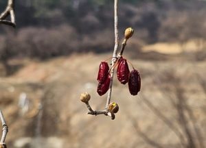 [내일 날씨] 경기·인천(8일, 토)...흐리고 한때 비, 큰 일교차 주의