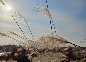 [내일 날씨] 경기·인천(13일, 수)...맑다가 밤부터 흐려져, 황사 유입 가능성