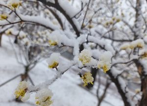 [내일 날씨] 경기·인천(17일, 월)...아침 최저 영하 5도, '눈·비' 내리는 꽃샘추위