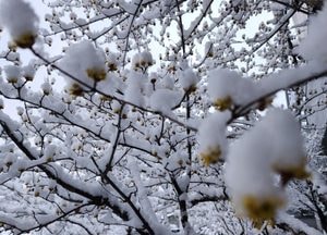[내일 날씨] 경기·인천(19일, 수)...'춘설'가고 반짝 '꽃샘추위' 아침최저 -7도